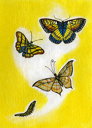 butterflies 1