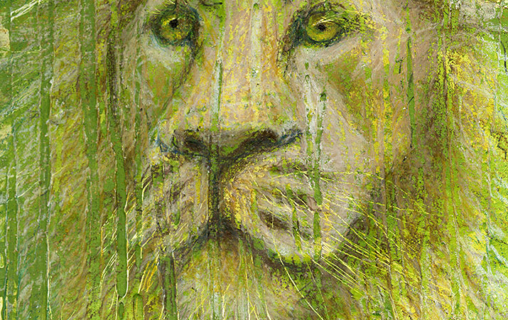 asiatic lion detail