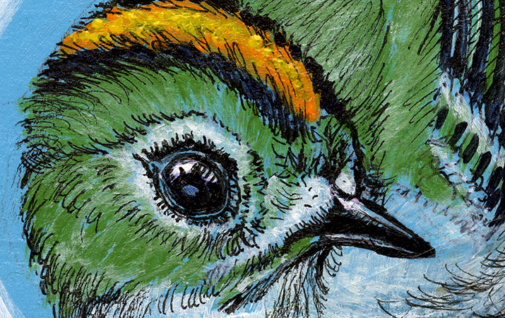 goldcrest detail