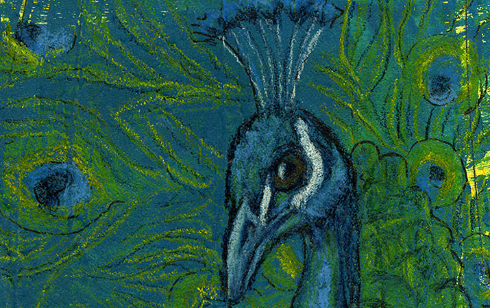 peacock detail