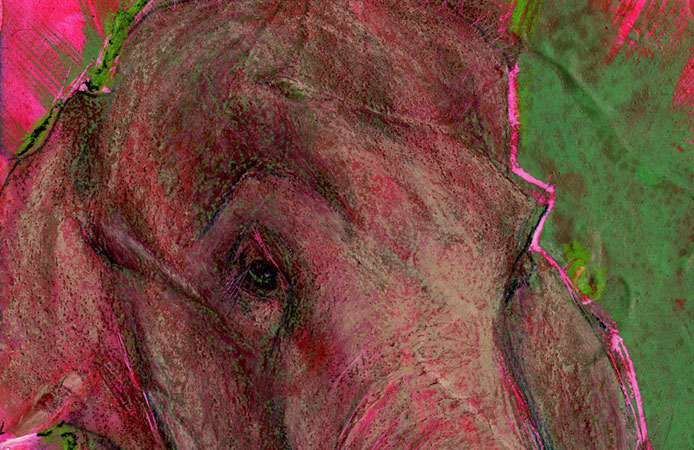 elephant detail